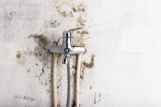 Best Commercial Mold Removal  in Balch Springs, TX
