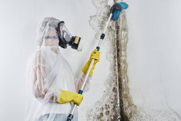 Best Mold Damage Repair  in Balch Springs, TX