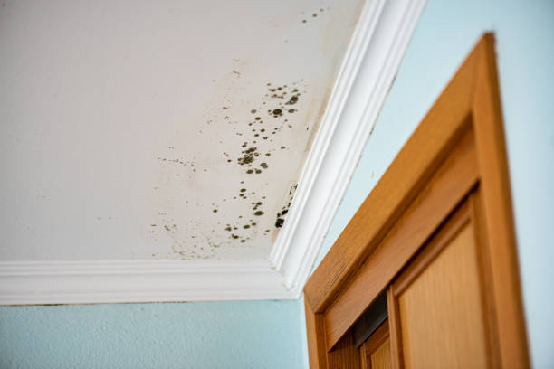 Best Best Mold Removal Companies  in Balch Springs, TX