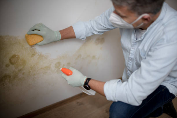 Best Toxic Mold Removal  in Balch Springs, TX