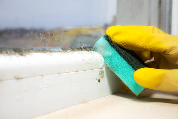 Best Office Mold Removal Services  in Balch Springs, TX