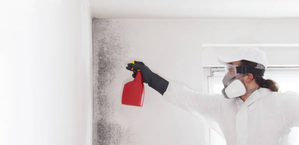 Best Residential Mold Removal  in Balch Springs, TX