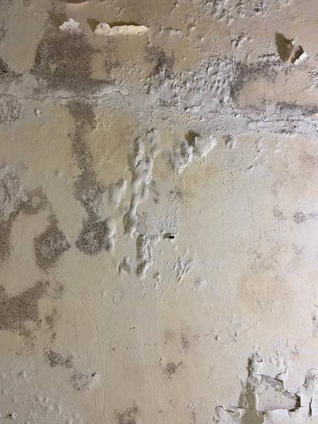 Best Mold Remediation  in Balch Springs, TX