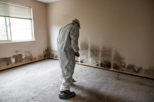 Best Home Mold Removal  in Balch Springs, TX