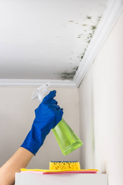 Reliable Balch Springs, TX Mold Removal Solutions